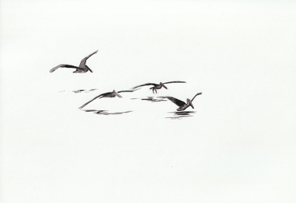 A grayscale painted image of 4 pelicans landing in water.